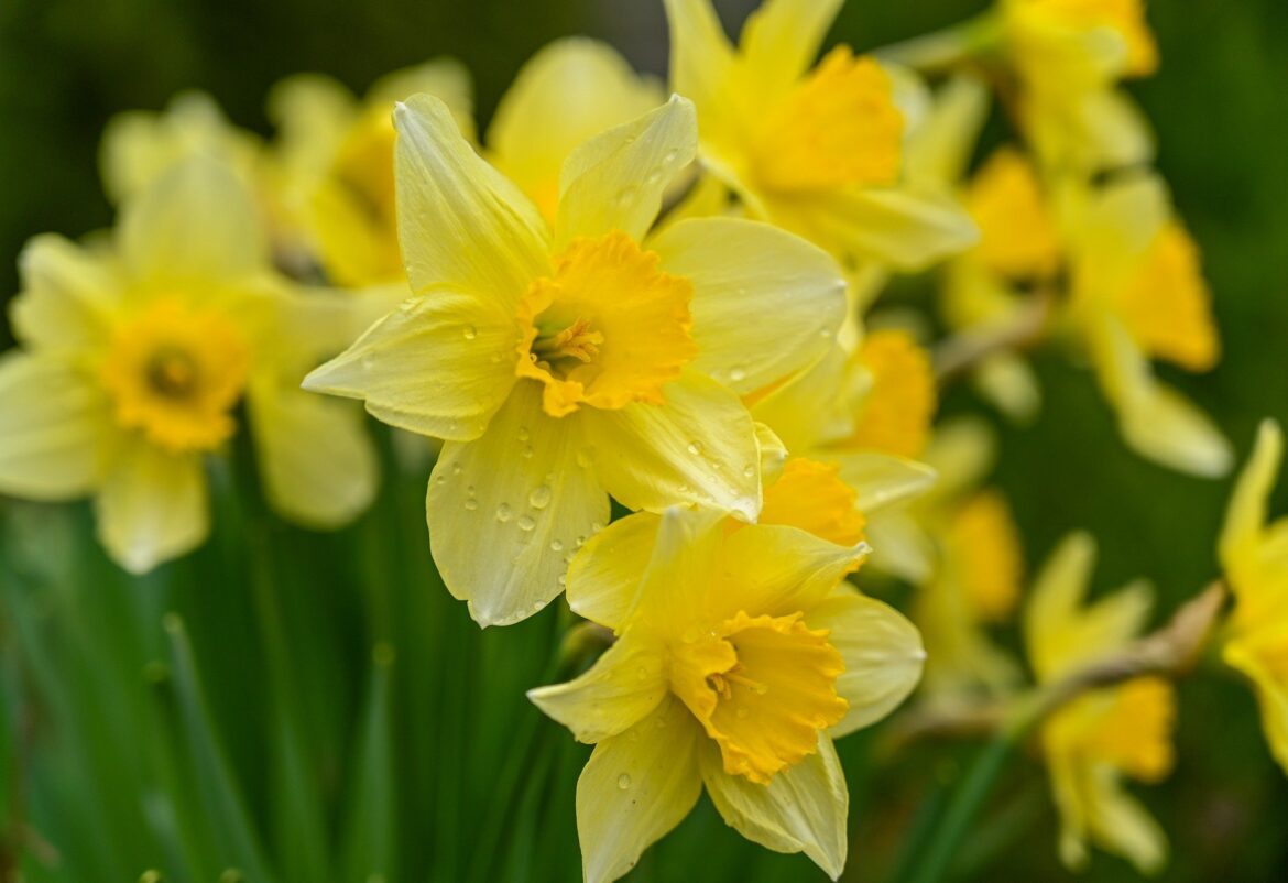 Daffodils Picture: Erika Varga from Pixabay