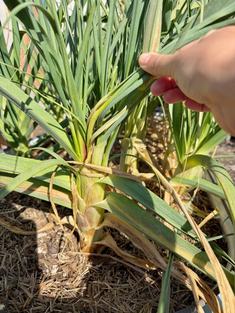 Is my garlic OK? Is my garlic OK?