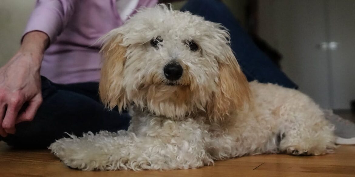 Springtime pet poisons hidden in your cupboard, garden