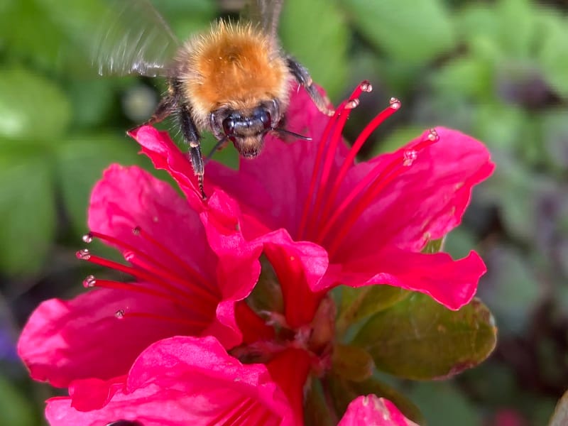 A bee on a flower