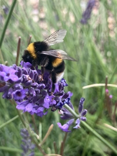 A bee perched on a flower