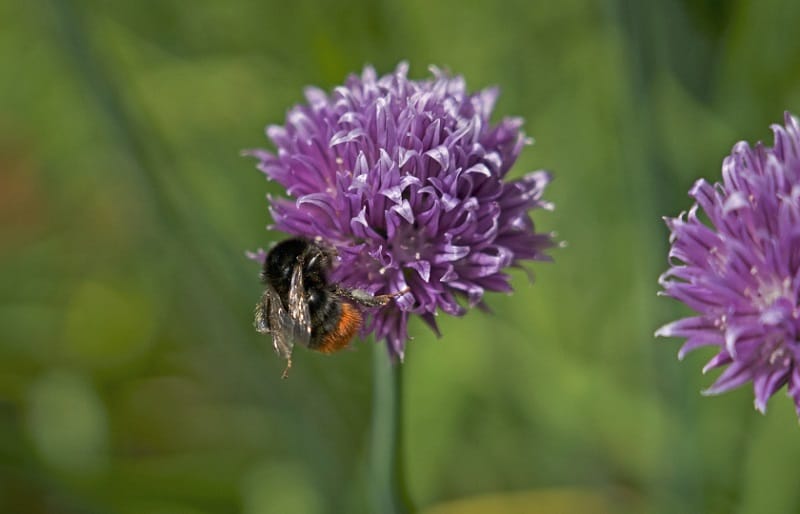 A bee on a flower