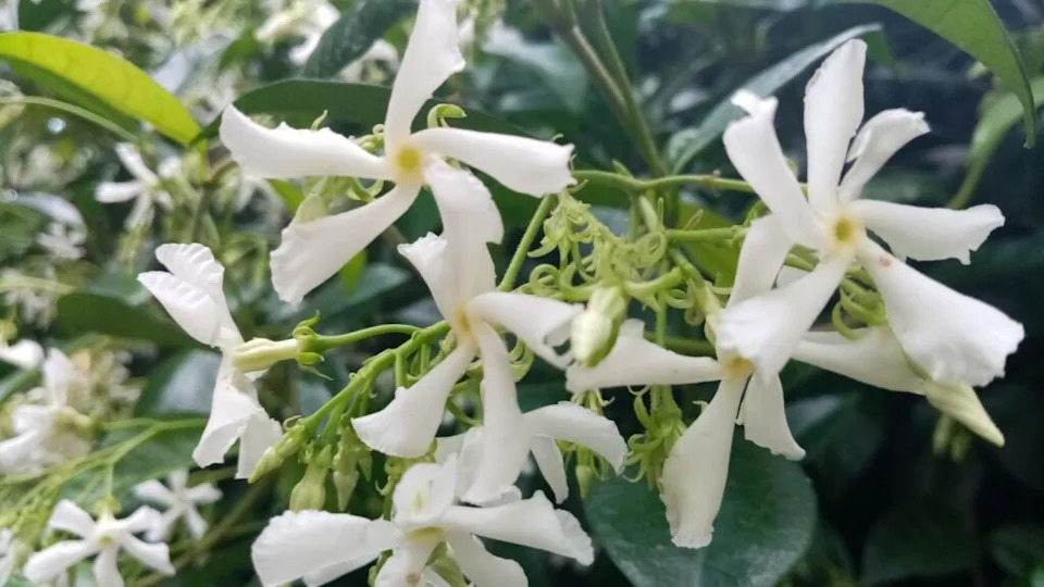 Jasmine flowers are known for their white color and star-shaped shape. The flower has six white petals that are pointed at the tips and form a star-shaped blossom.