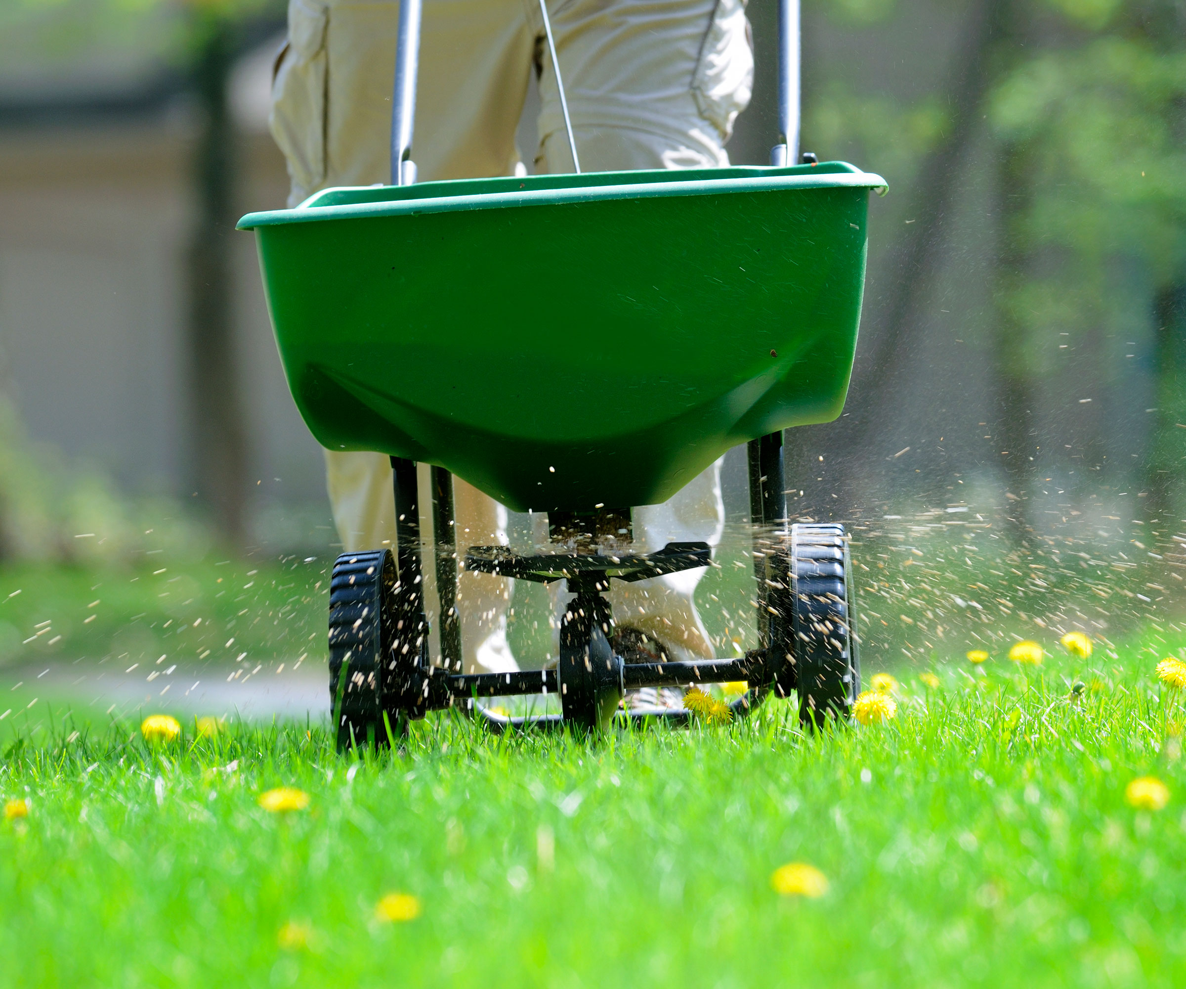 Using a feeding machine to fertilize a lawn