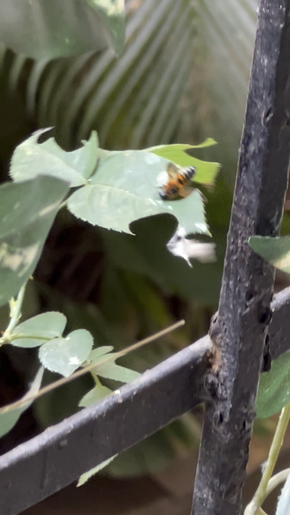 Just found out who’s been cutting my rose plant’s leaves Just found out who’s been cutting my rose plant’s leaves