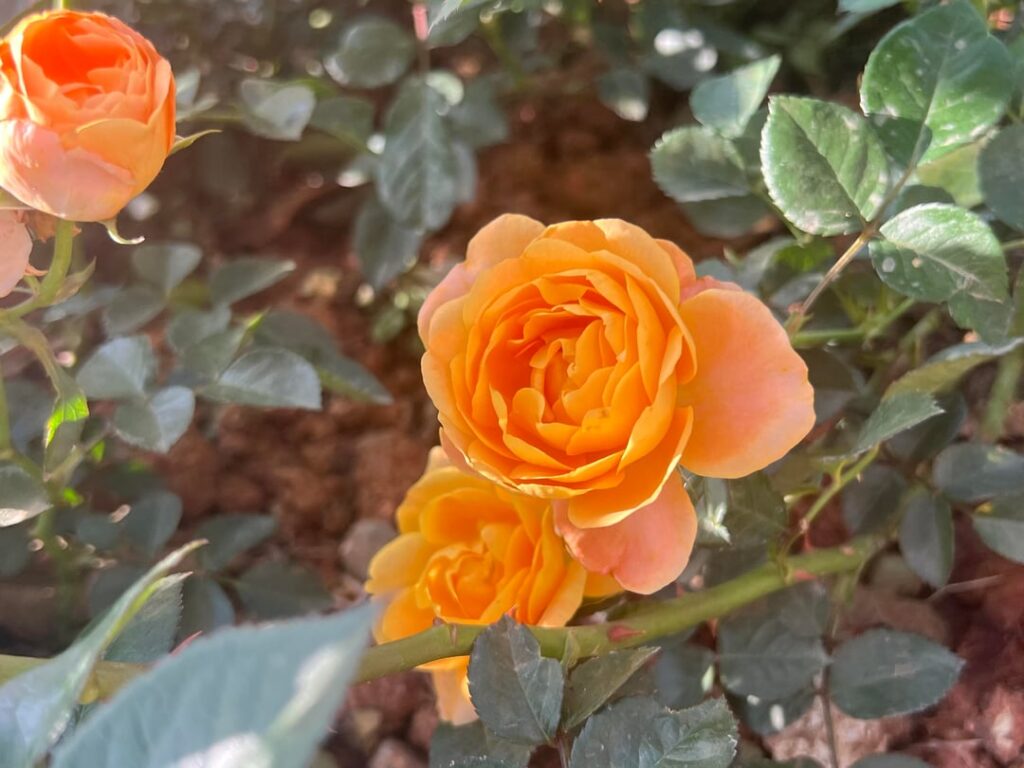 Just sharing our roses 🌹