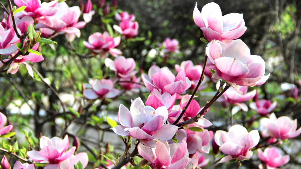 How to buy a magnolia plant for a bargain price How to buy a magnolia plant for a bargain price
