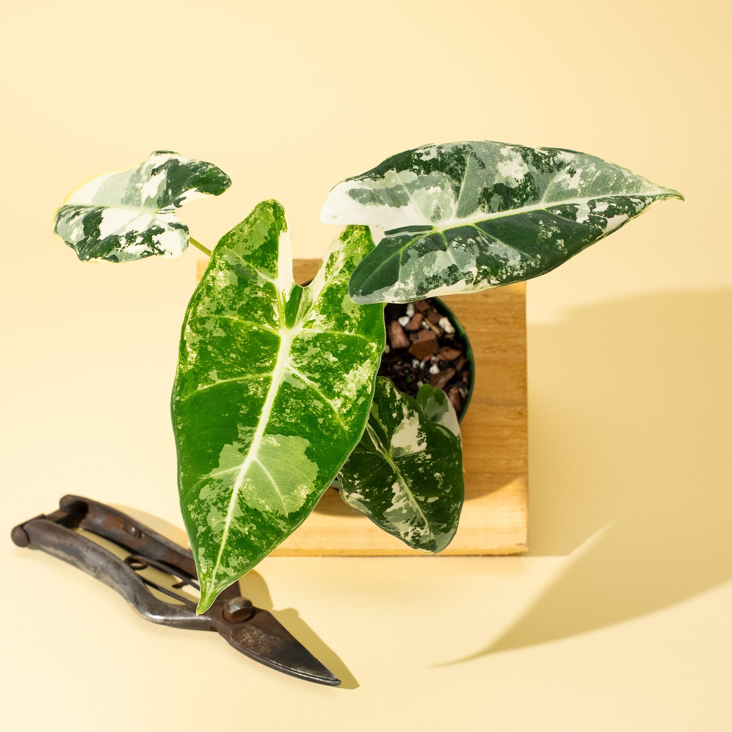 4" Variegated Alocasia 'frydek'