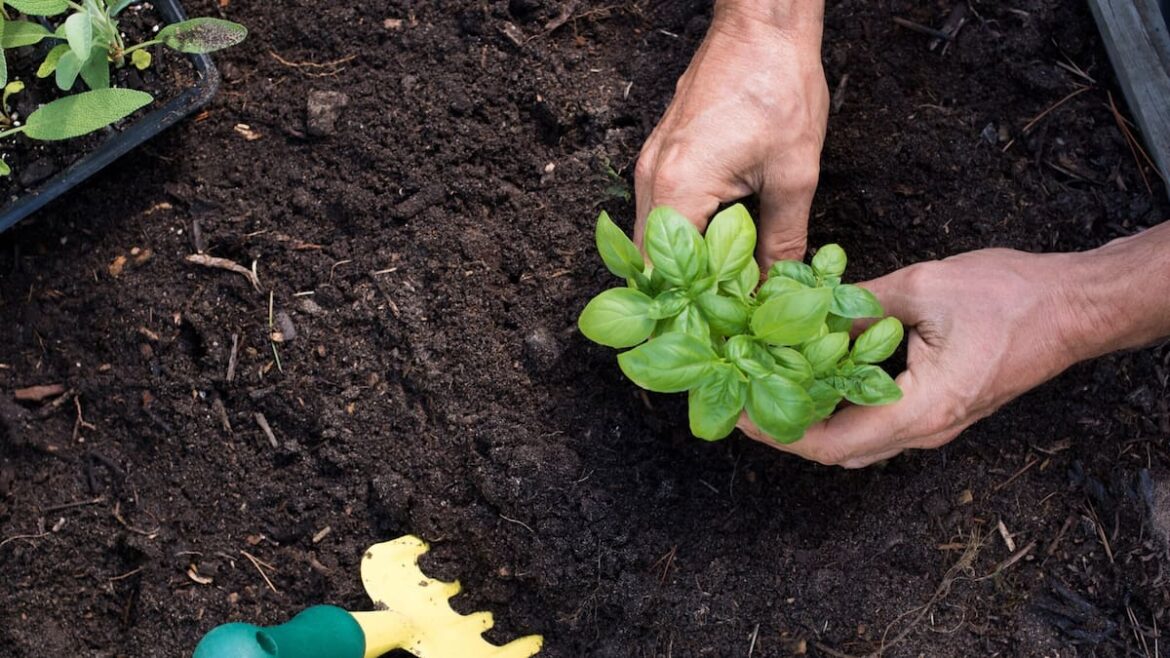 Why my vegetable garden is good for my mental health – Kem Ormond