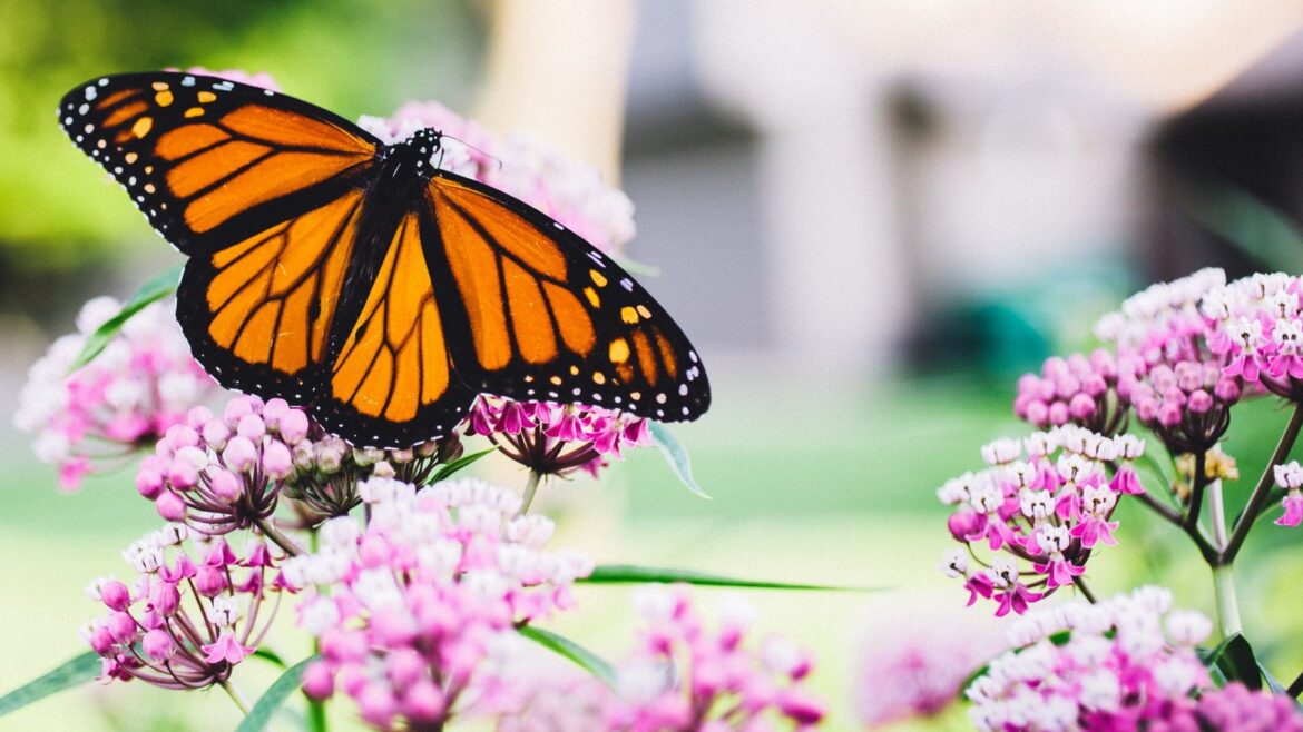A Monarch butterfly feeding on a pink milkweed bloom