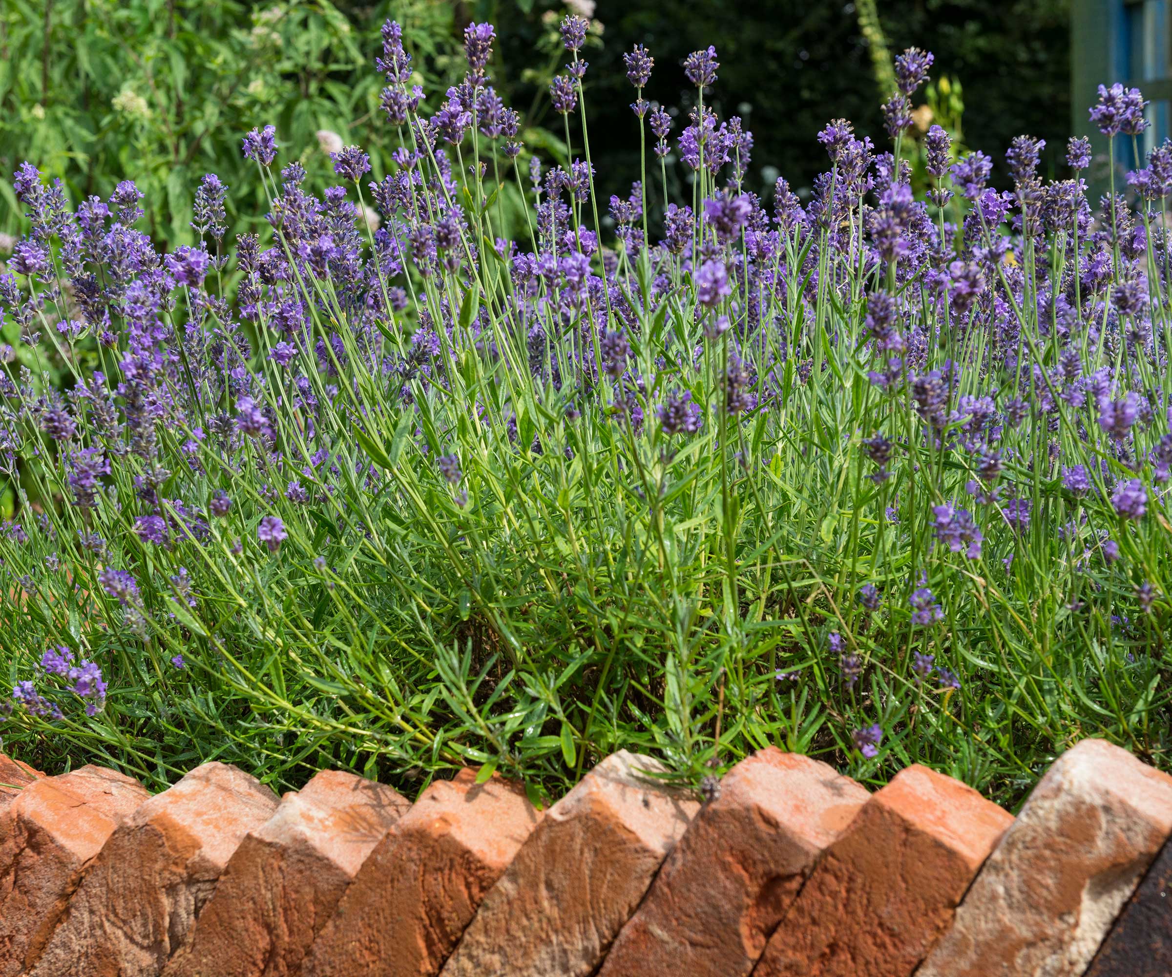 brick edging around lavender flower bed