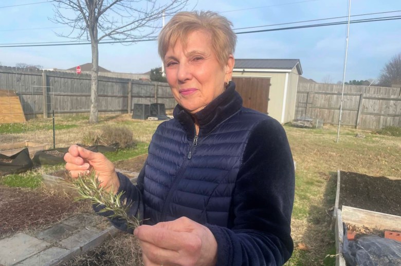 A woman in a blue top stands outside beside some raised planters and holds a sprig of rosemary up for the camera