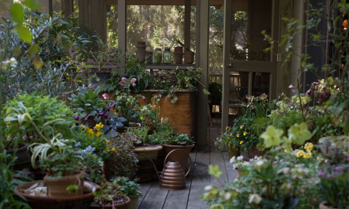 Garden Diaries: Lucy Hunter’s Charleston Container Garden Lucy Hunter's Charleston garden