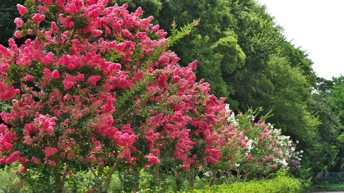 Flowers on crepe myrtles
