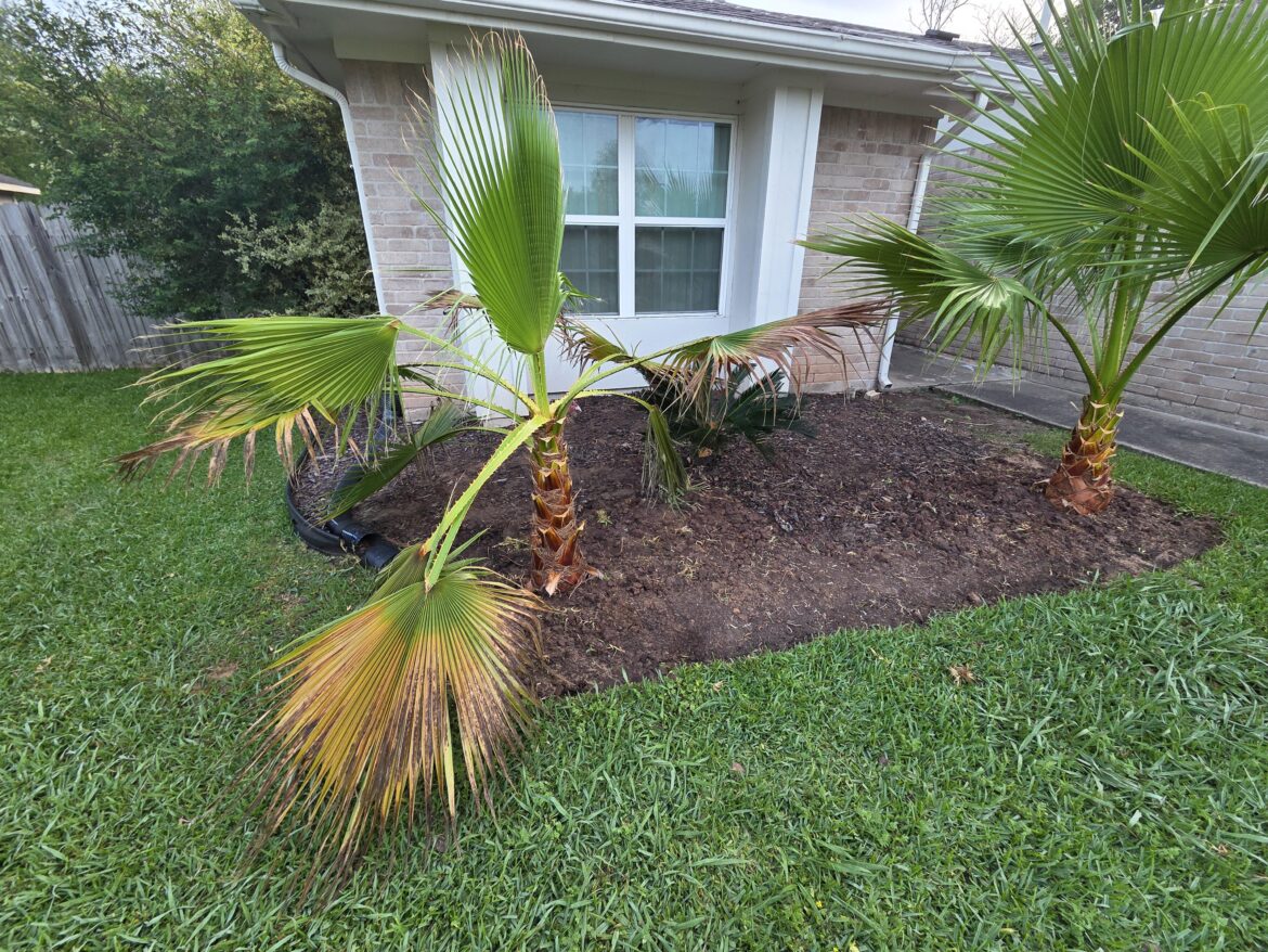 Landlord planted 3 new palms last week. 1 is already half-brown. Transplant shock or maybe something else?