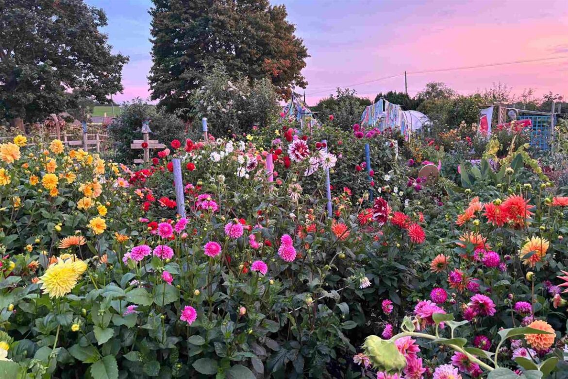 Garden scheme nets more than £20m for major charity