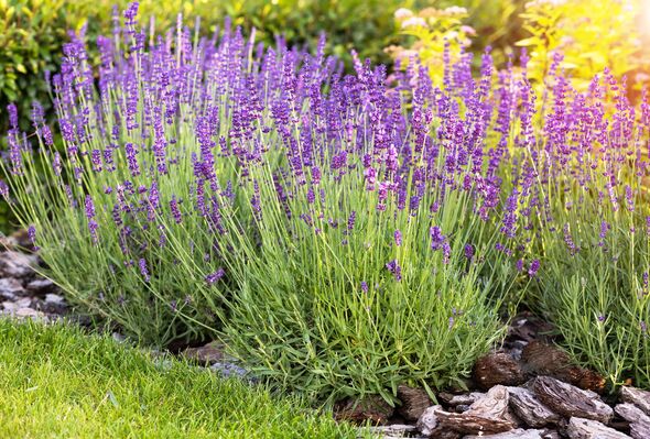Lavender plant