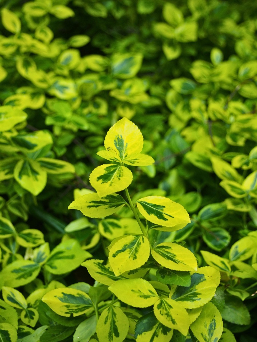 Fortune's spindle vine, scientifically known as Euonymus fortunei, is one of those plants that one either adores for its toughness or worries about because of its invasive potential. 