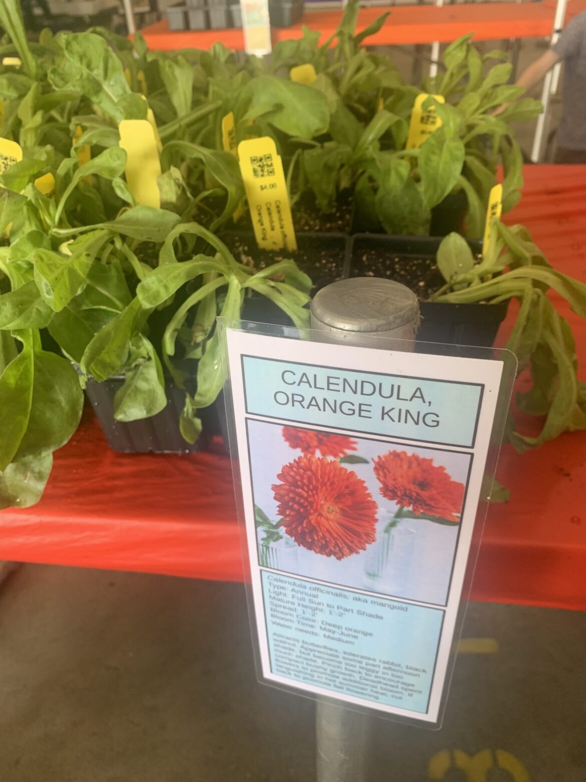 Master Gardeners hold annual sale; Spring Plant Sale coming April 17-18 Master Gardeners hold annual sale; Spring Plant Sale coming April 17-18