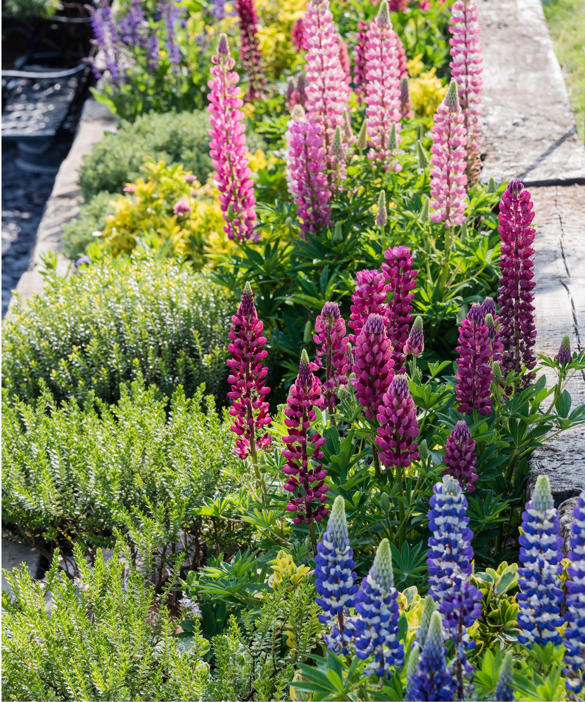 Flower beds with lupines