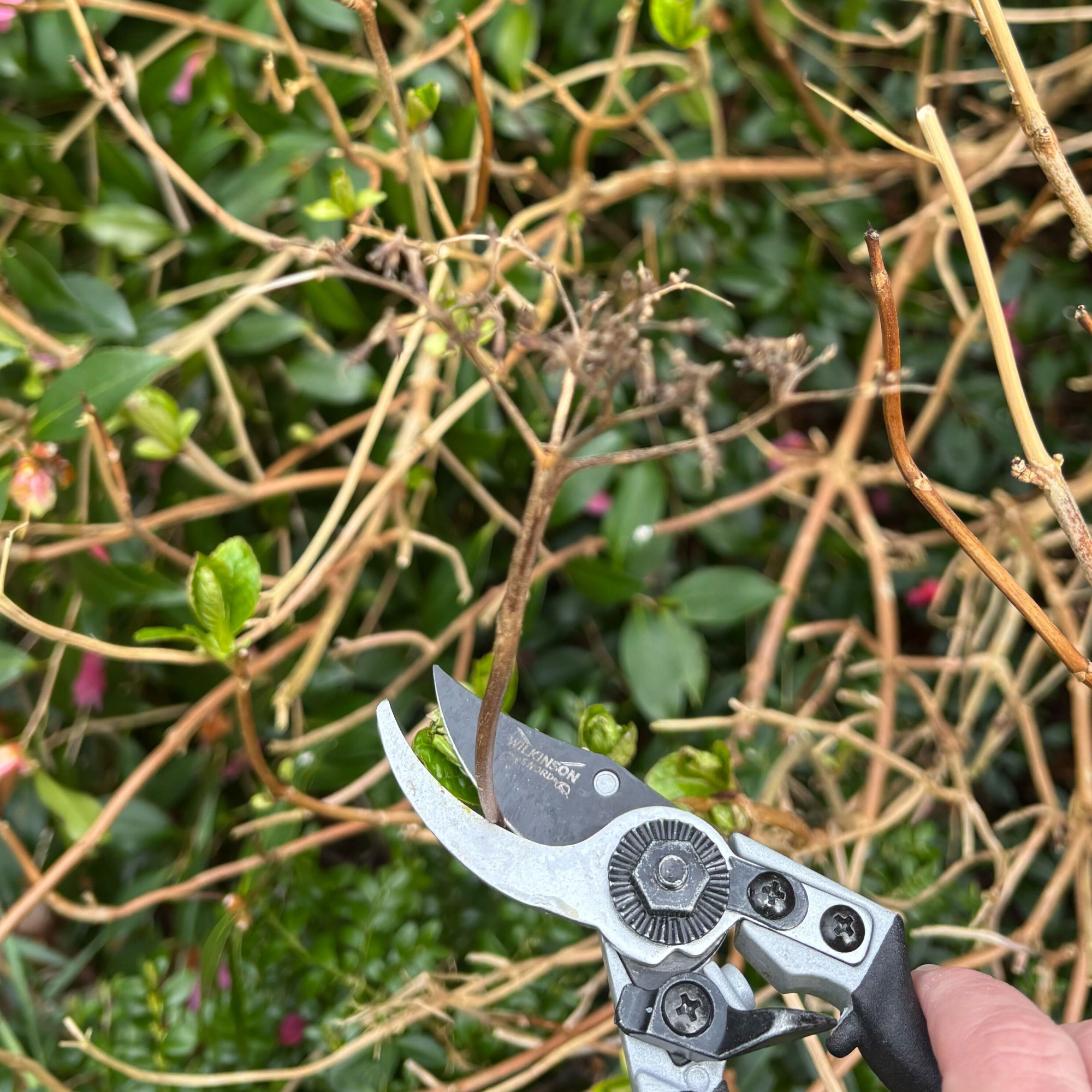 deadheading a lacecap hydrangea
