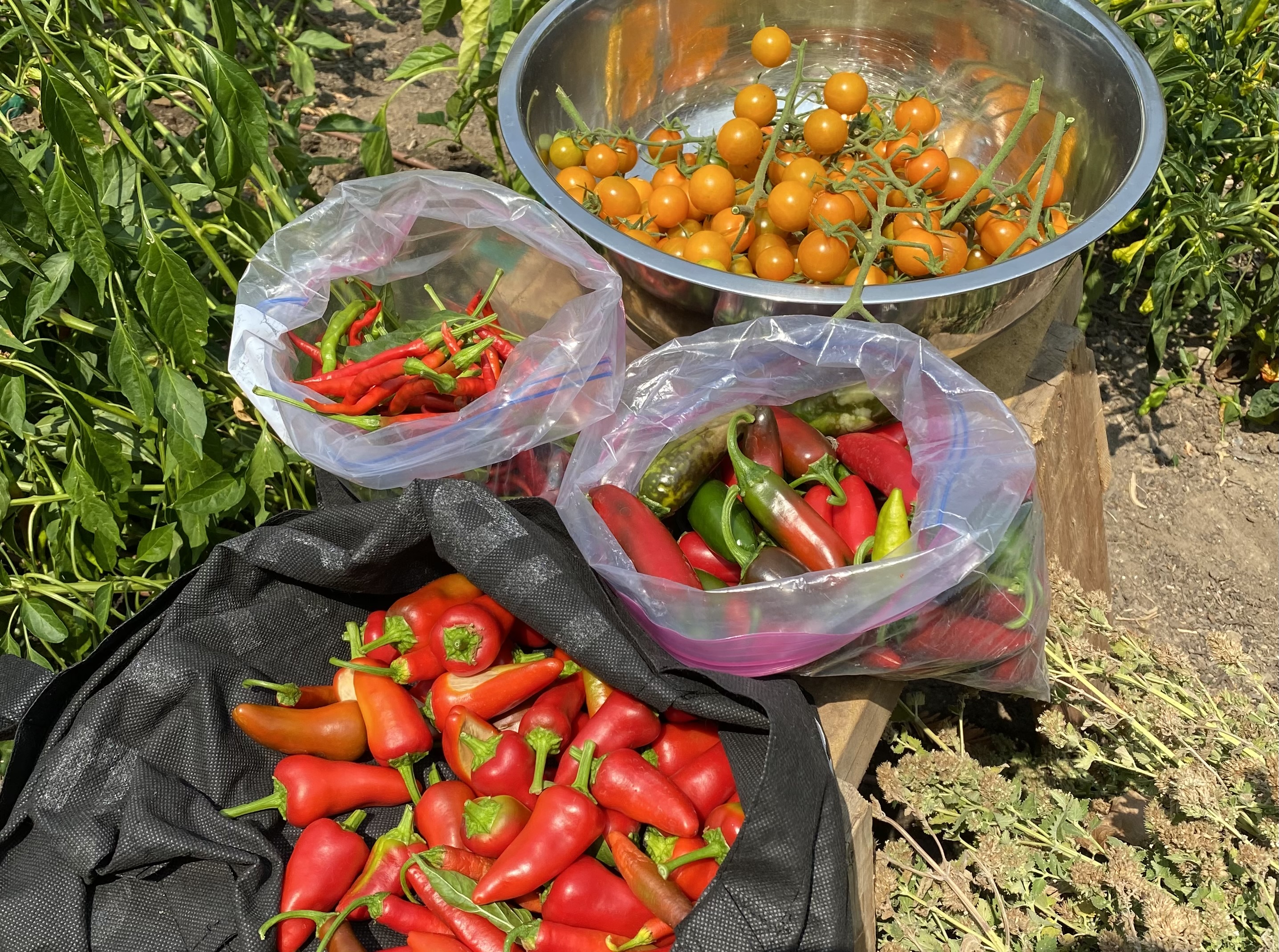 A September harvest of cayenne, cherry, jalapeno and Fresno peppers....