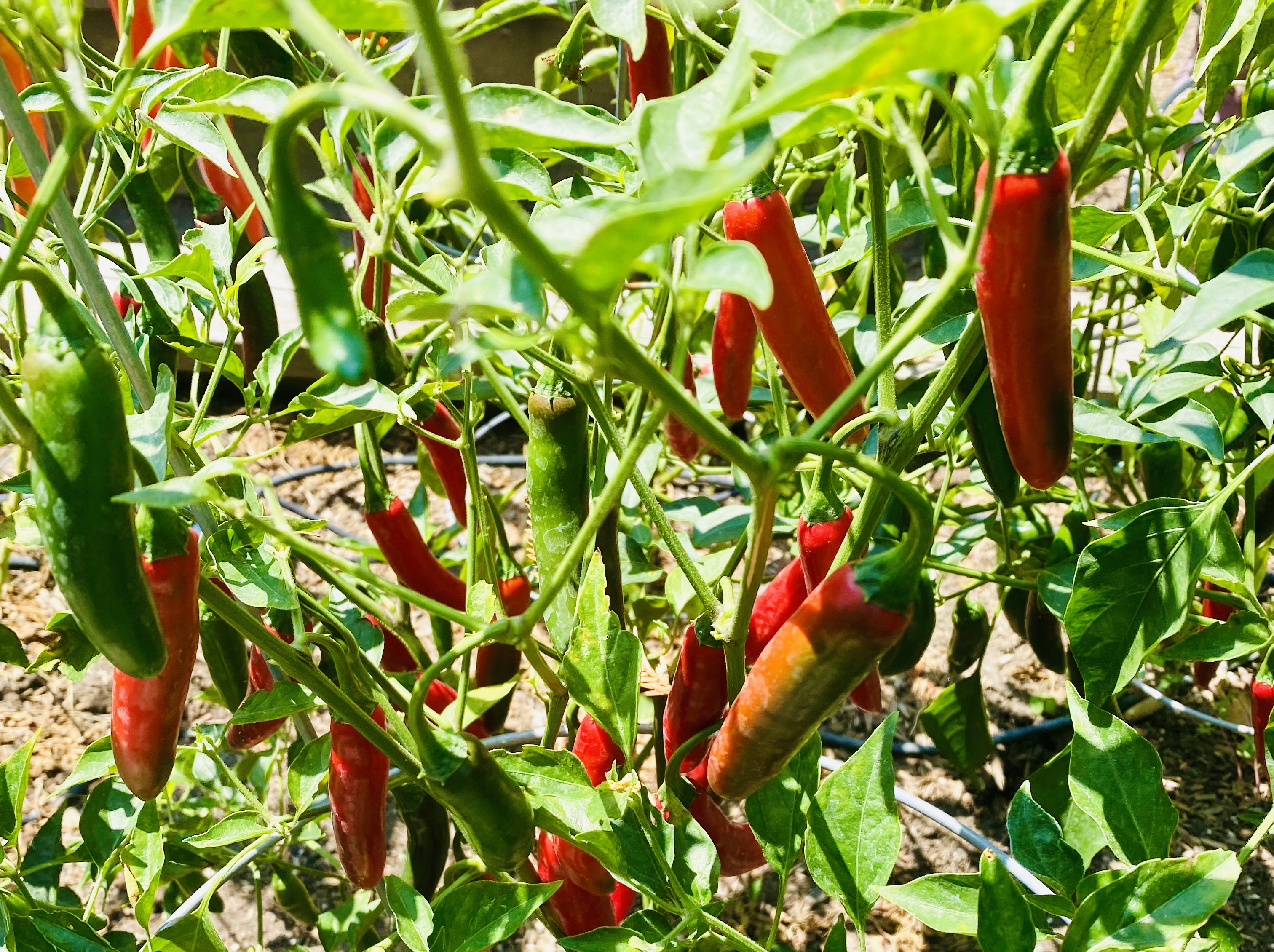 Serrano peppers add color and beauty to any garden or...