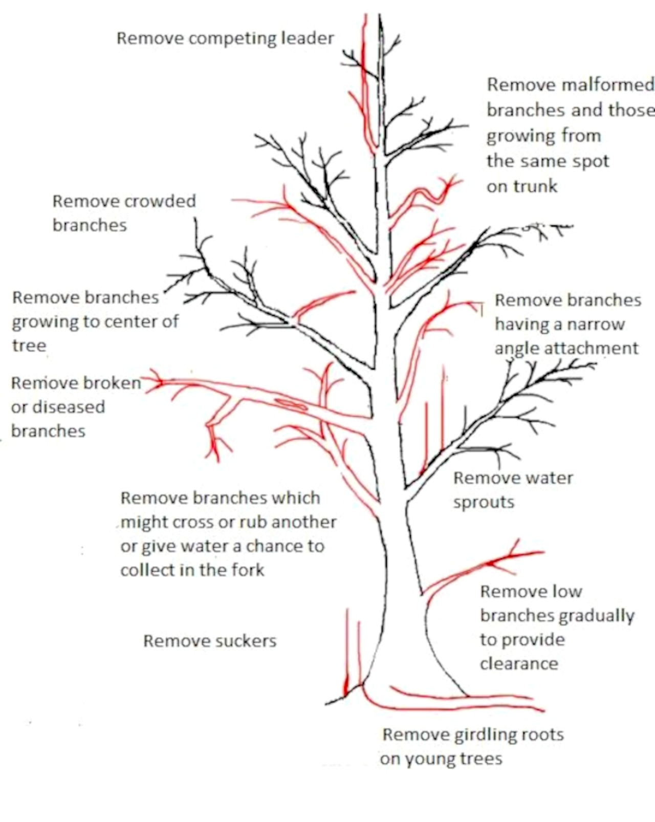 Which branches to cut?