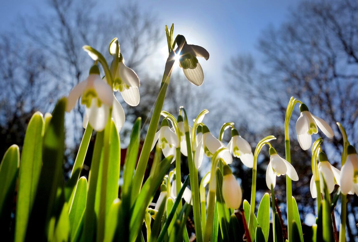 Snowdrop flowers reach up for the sun in a Pembroke front yard.