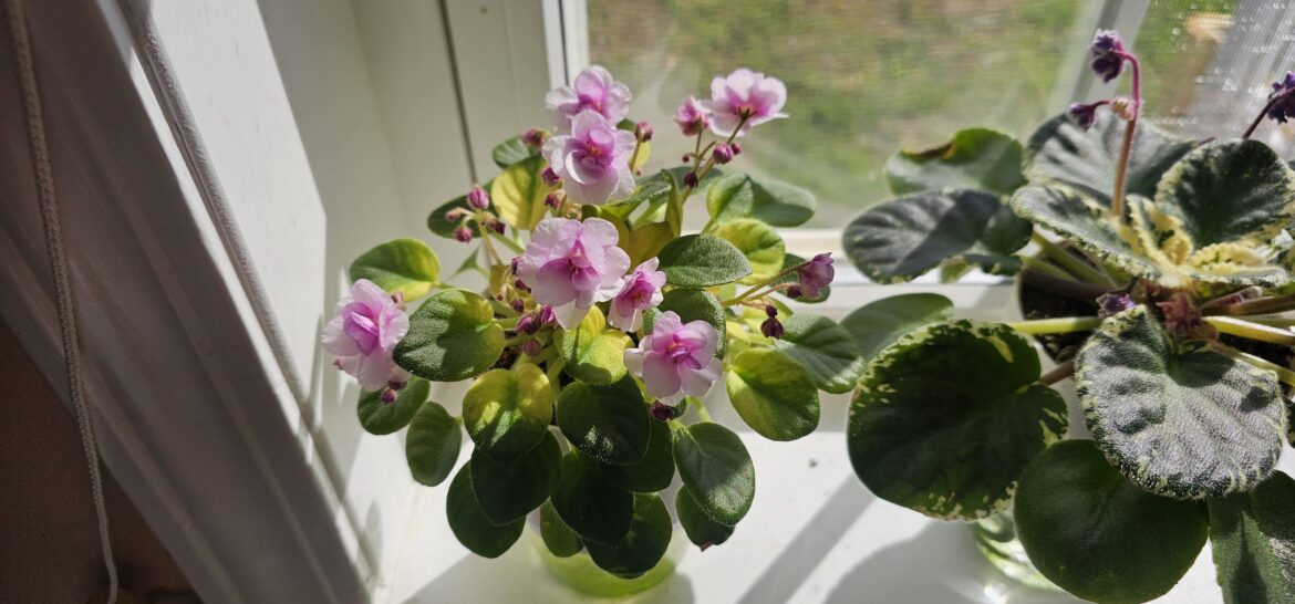 Jersey Starlight Trail first blooms