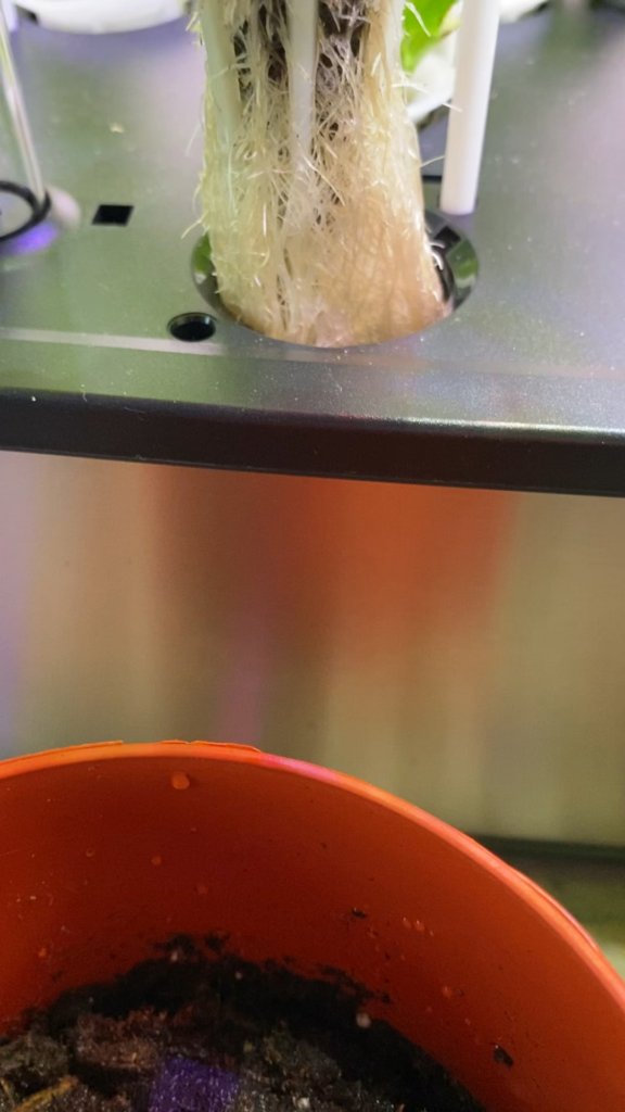 Hydroponic Basil Root Structure