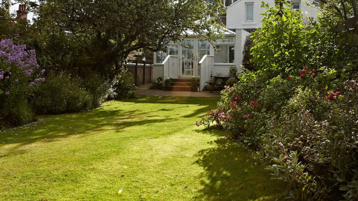 The 7 most common lawn diseases in the UK – how to spot them