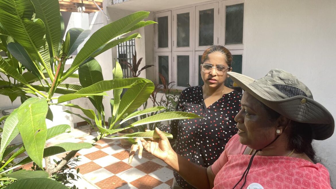 Have you invited a Madras Mali to your garden?