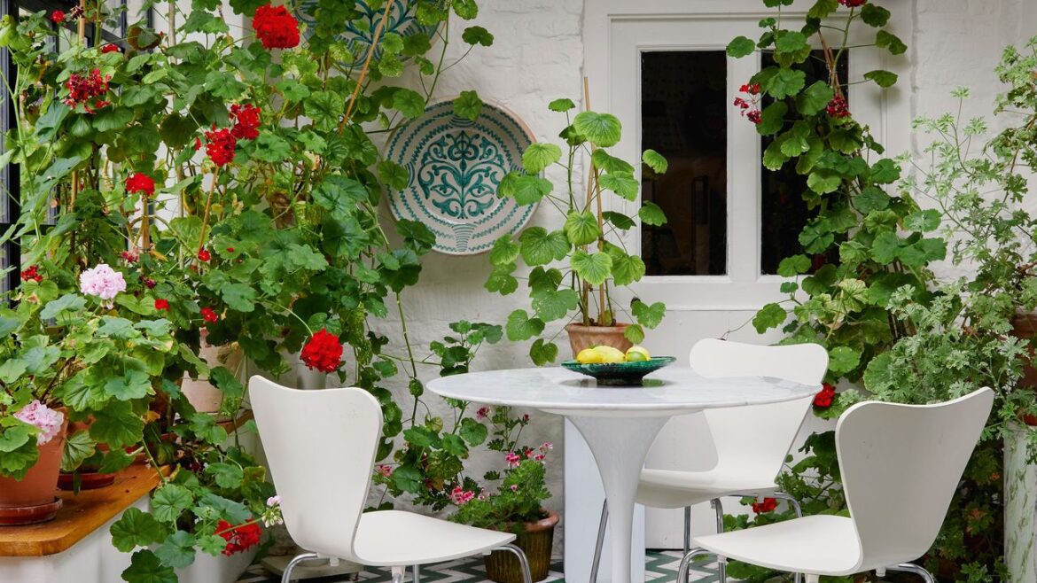 Cath Kidston’s personal guide to growing potted geraniums Cath Kidston’s personal guide to growing potted geraniums