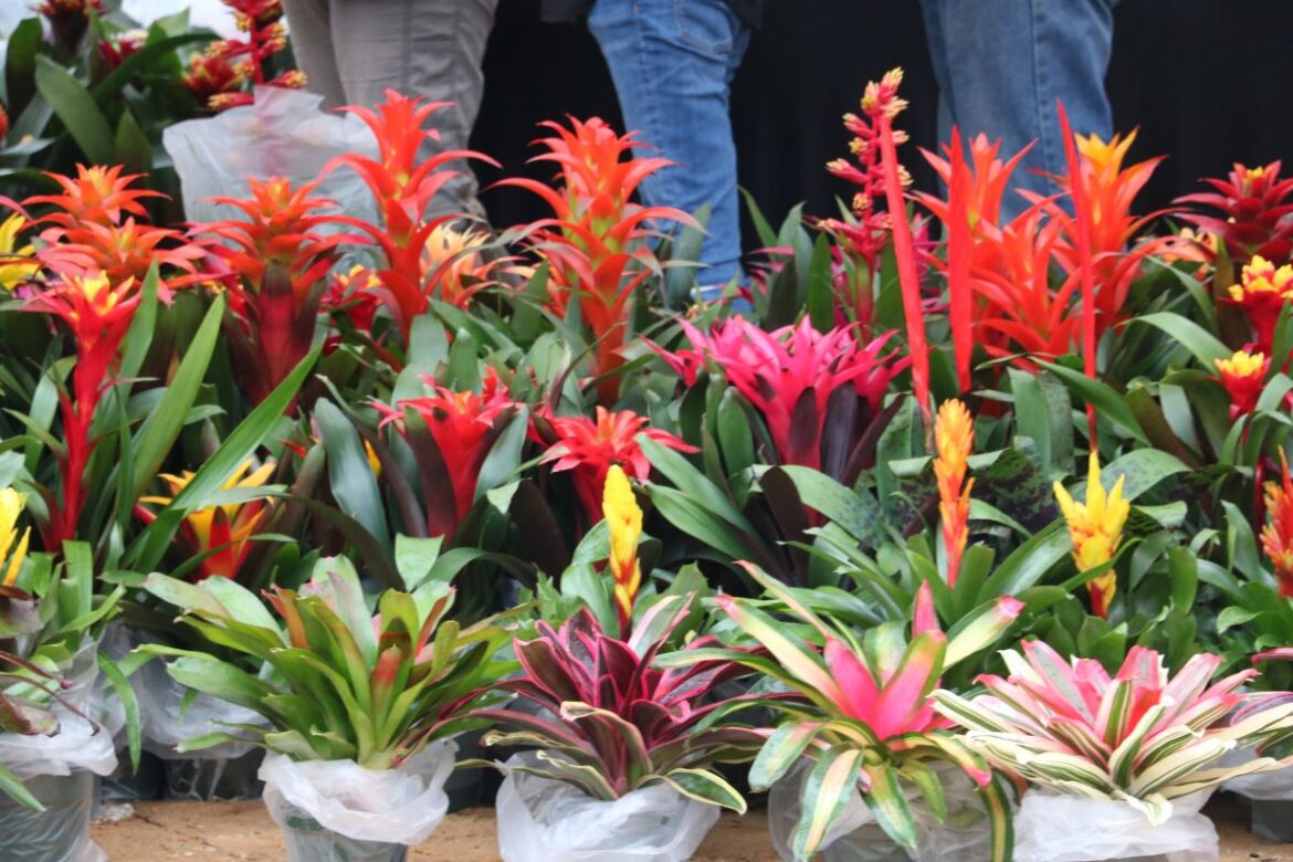 Marion County Master Gardener Spring Festival: Rooted in Horticulture and Community