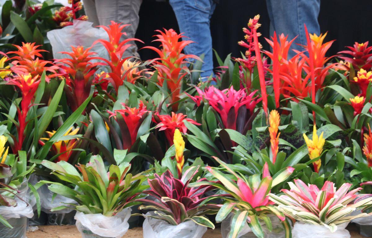 Potted flowers in varying shades of red, orange, yellow, pink and green stand in a line with people standing behind them.
