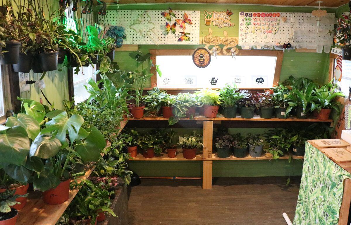 An indoor shop features multiple potted plants lined on wooden shelves with decorative garden items hanging above them. A small window is between the displays.