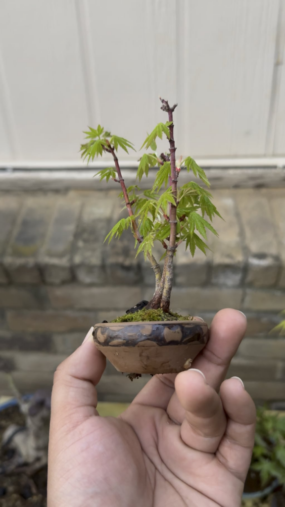 Just wanted to share my Mame Japanese maple :)