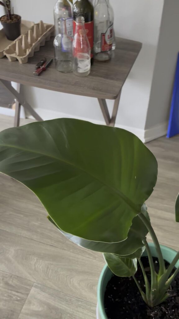 My 4ft White Bird of Paradise🌱
