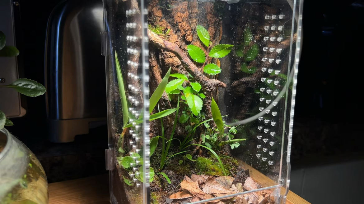 Bio-active Vivarium for Phidippus audax