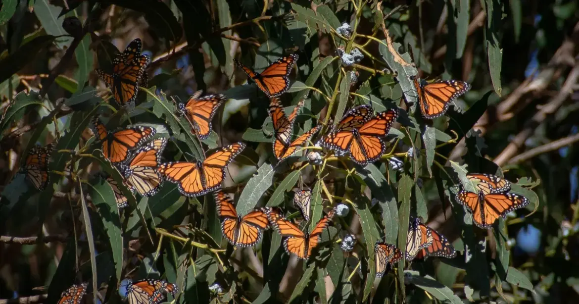 UC Master Gardeners help create monarch butterfly habitat, education area in SLO County UC Master Gardeners help create monarch butterfly habitat, education area in SLO County