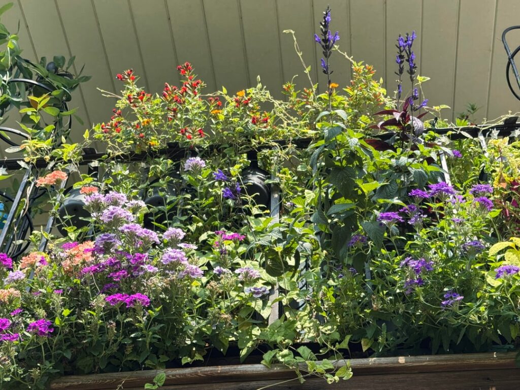 My 2025 balcony hummingbird and butterfly flowers. (repost because of photo error)