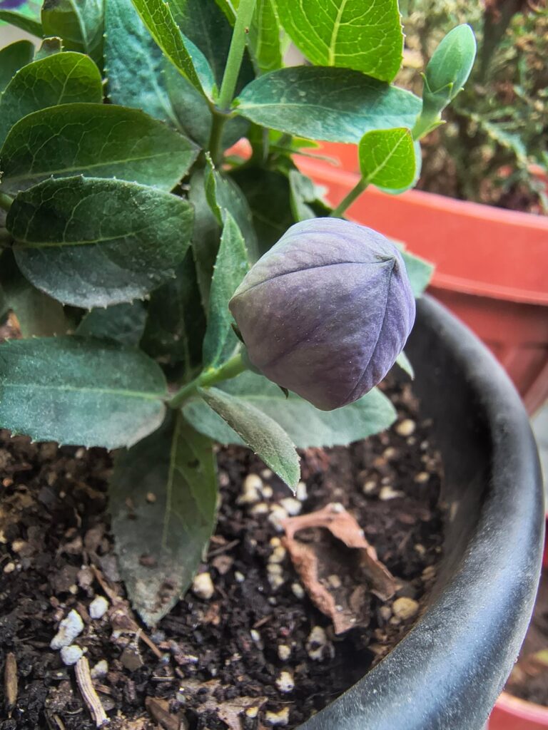 My Balloon Flower finally popped! Swipe for the transformation.🎈💜