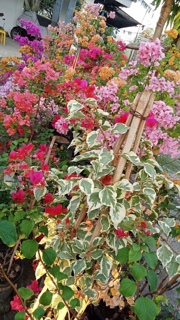 My Bougainvillea garden in full bloom💖