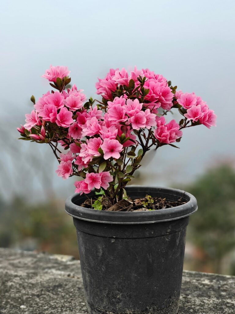 My azalea never disappoints