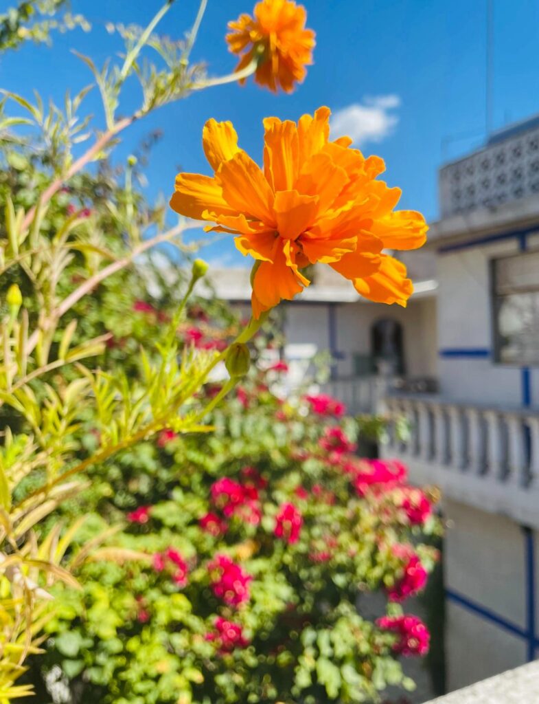 My favorite flower from my grandmother’s garden 🧡