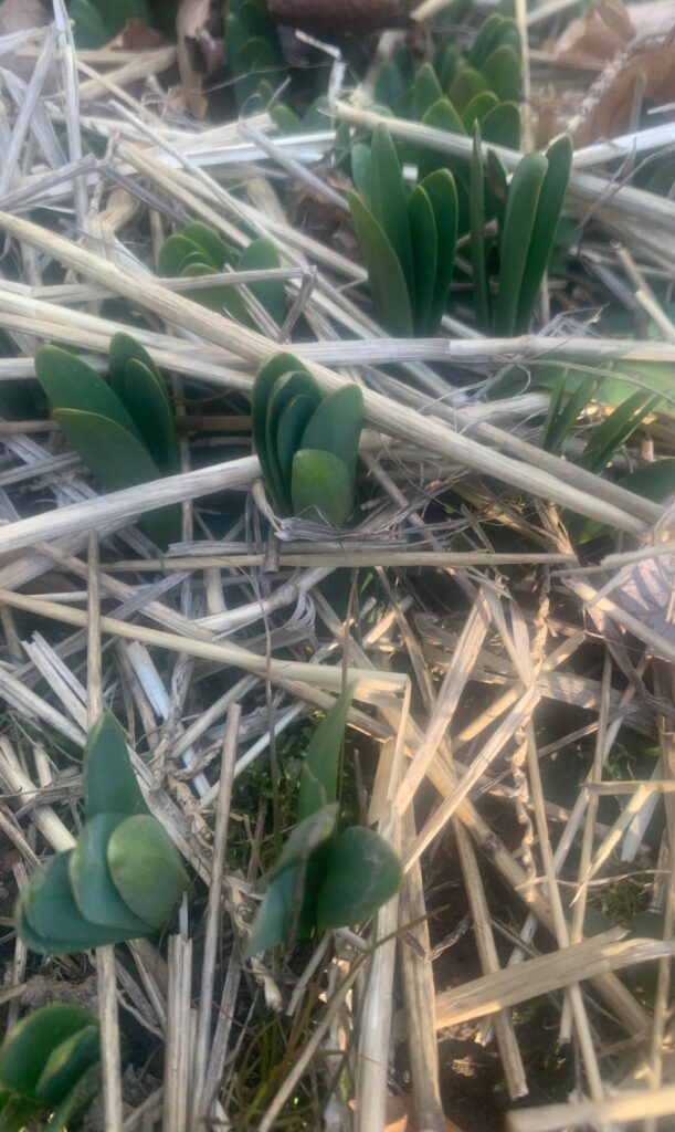 My favorite time of the year, My daffodils are coming up.