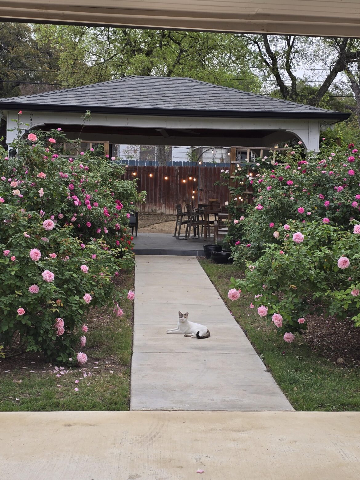 My feral cat enjoying my rose garden.