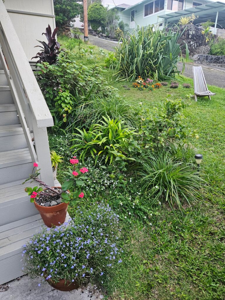 My humble garden in Hawaii My humble garden in Hawaii