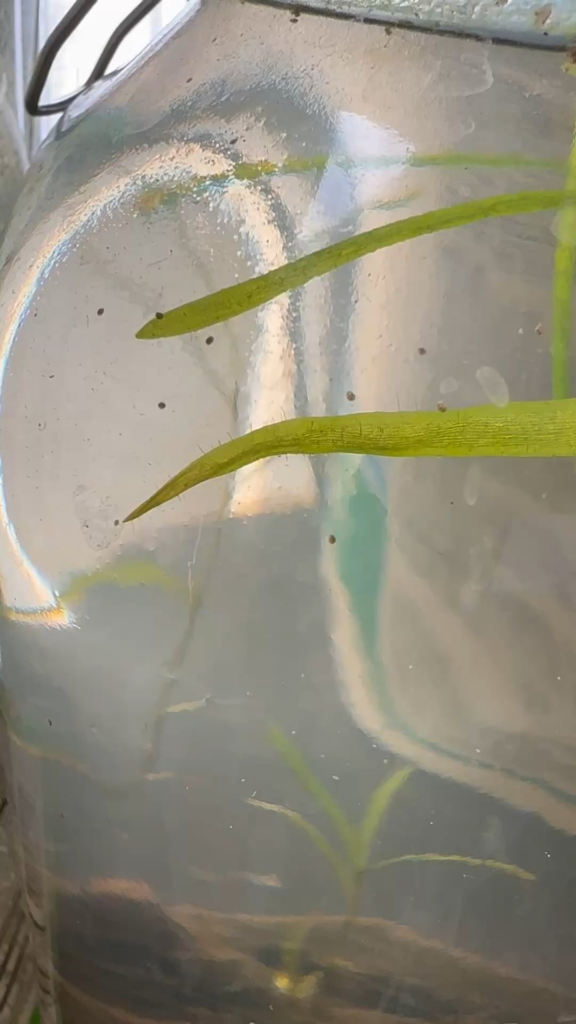 What are these things?